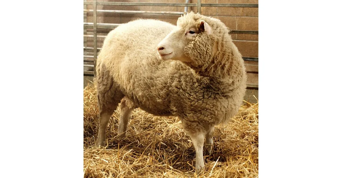 Dolly The Sheep - World's First Cloned Mammal